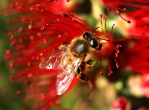 Busy Bee