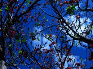 Winter flowers