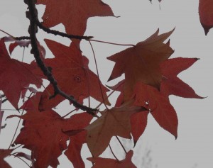 Autumn color